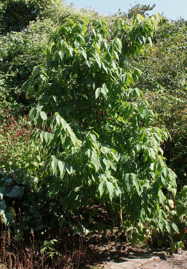 Image of Chimonanthus praecox specimen.