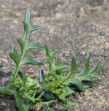 Solanum triflorum