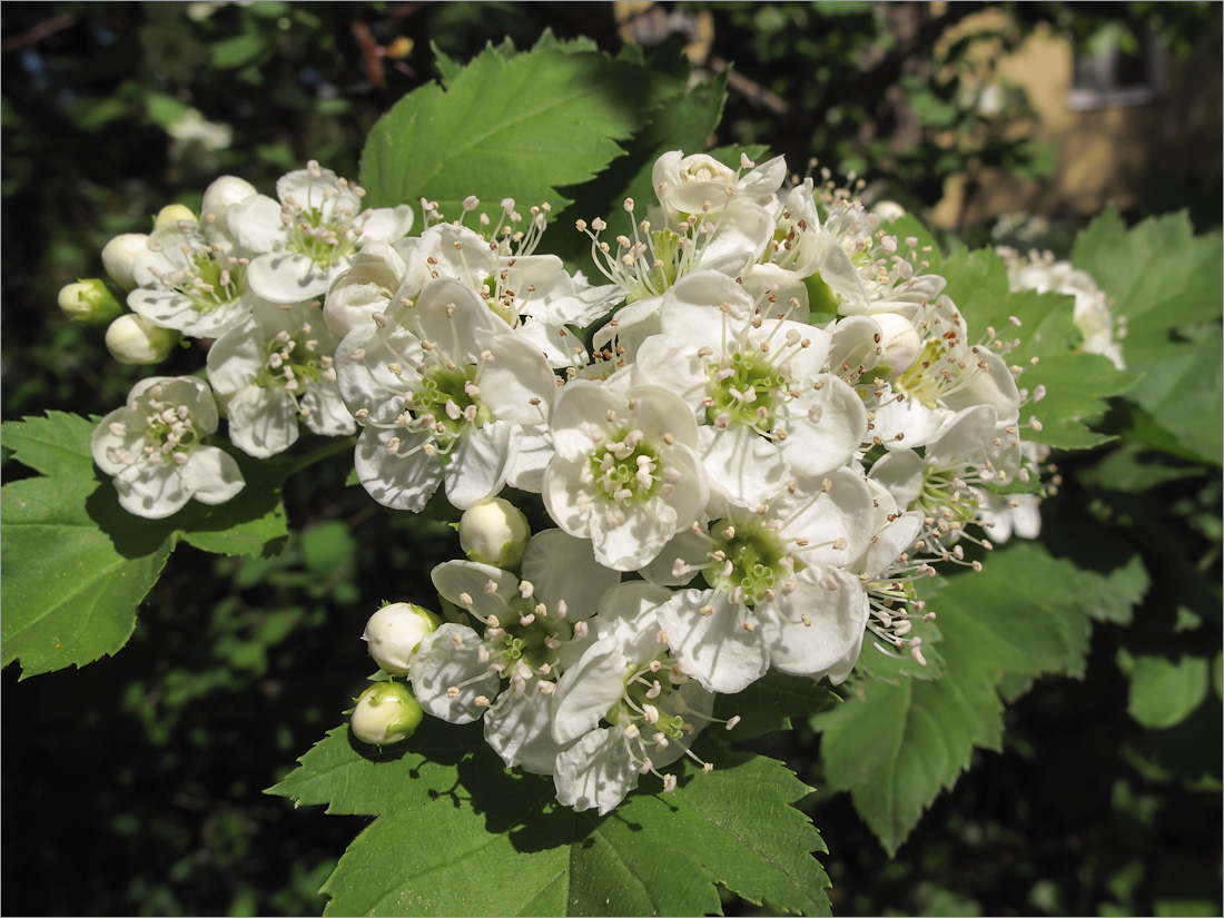 Изображение особи род Crataegus.