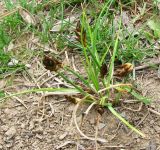 род Carex