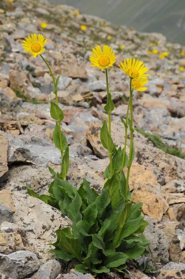 Image of Doronicum turkestanicum specimen.