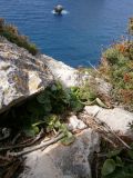 Umbilicus rupestris