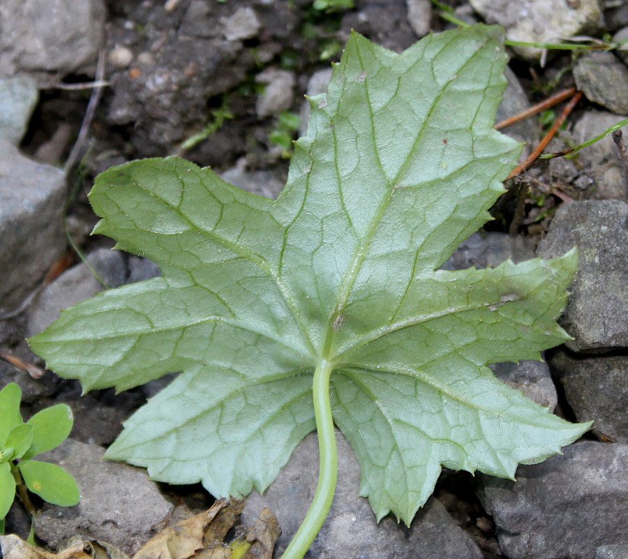 Image of genus Peltoboykinia specimen.