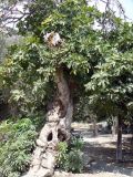 Ficus carica. Старое дуплистое дерево. Турция, г. Демре, археологический комплекс. 8 сентября 2009 г.