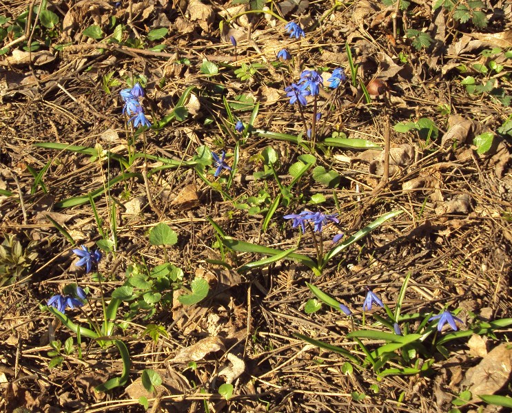 Image of Scilla siberica specimen.