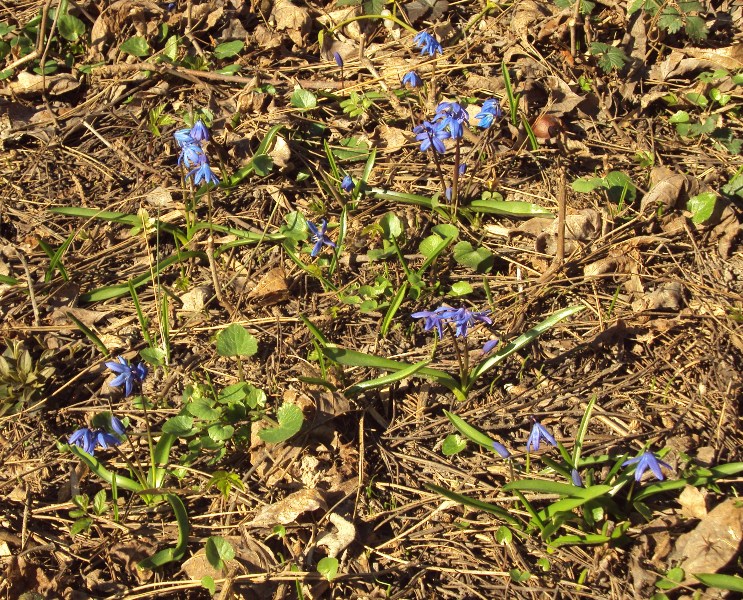 Изображение особи Scilla siberica.