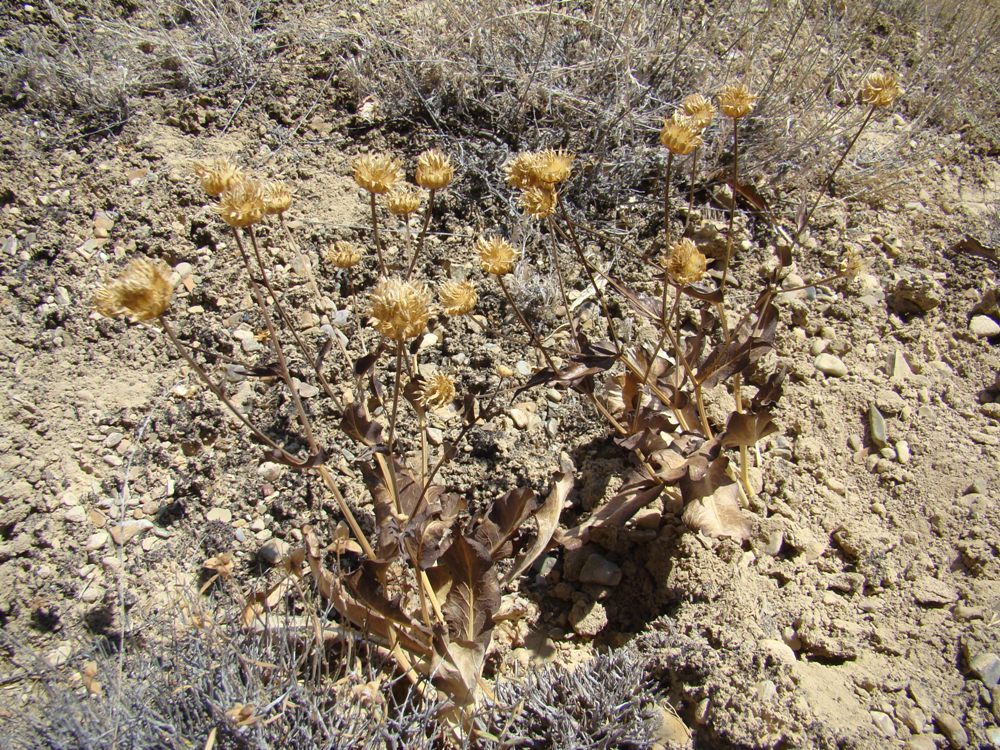 Image of Klasea hastifolia specimen.