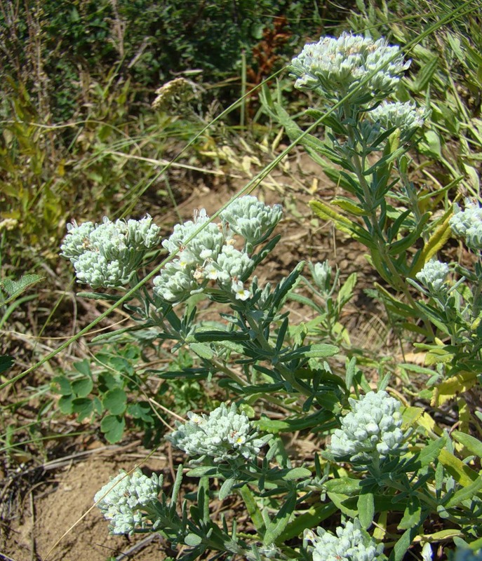 Изображение особи Teucrium capitatum.