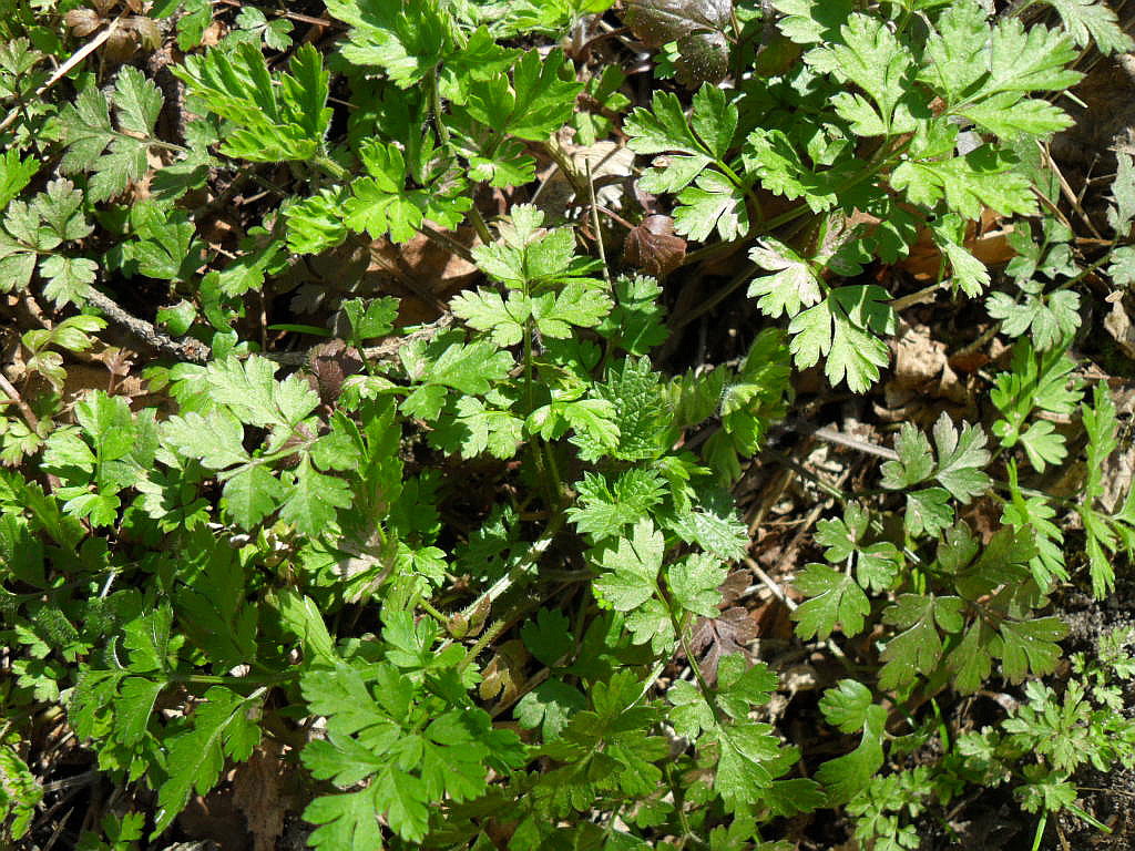 Image of Chaerophyllum temulum specimen.