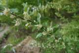 Elaeagnus umbellata