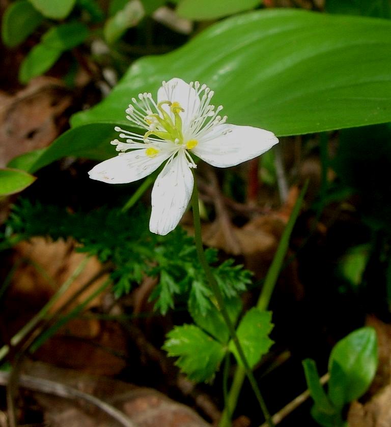 Image of Coptis trifolia specimen.