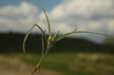 Image of taxon representative. Author is Евгений Пахомов