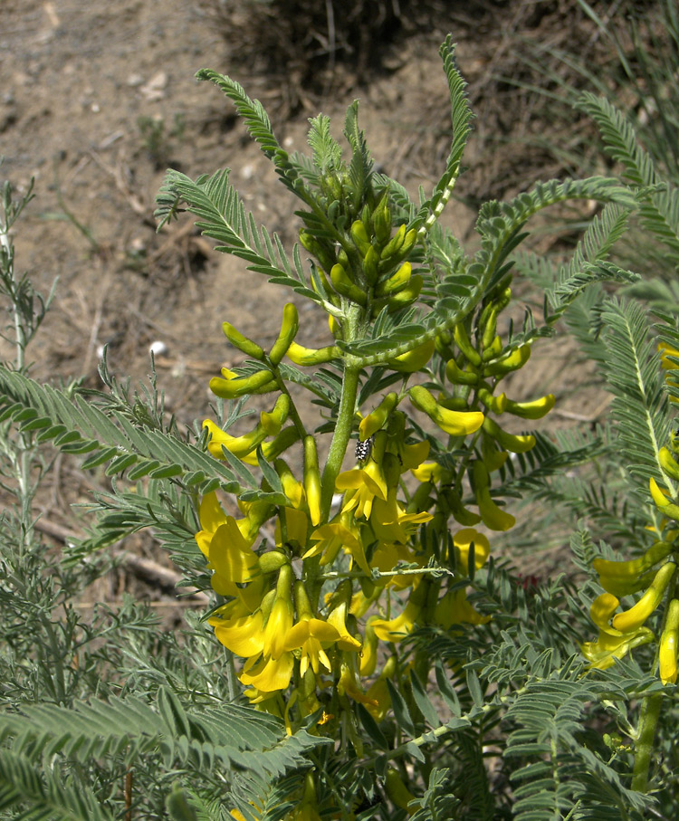Image of Astragalus caraganae specimen.