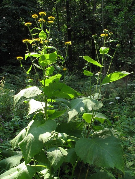 Изображение особи Telekia speciosa.