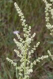 Beta trigyna