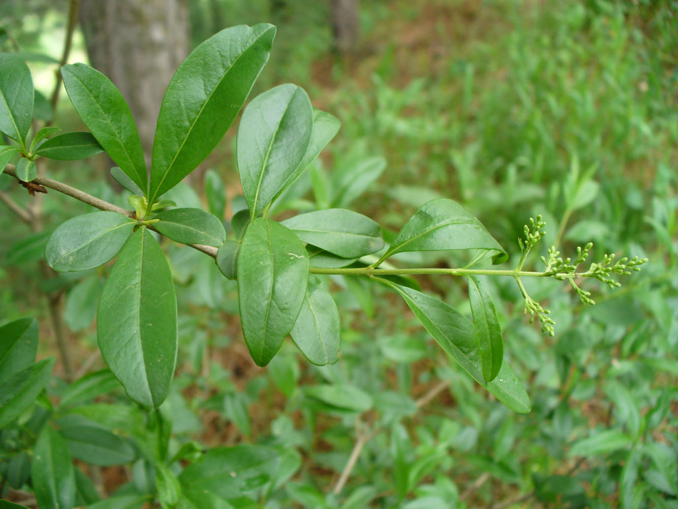 Image of Ligustrum vulgare specimen.