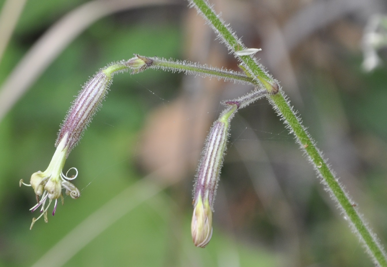 Изображение особи Silene viridiflora.