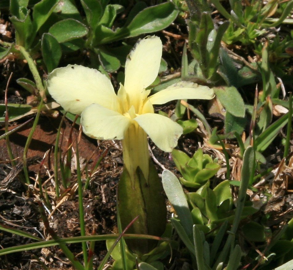 Изображение особи Gentiana oschtenica.