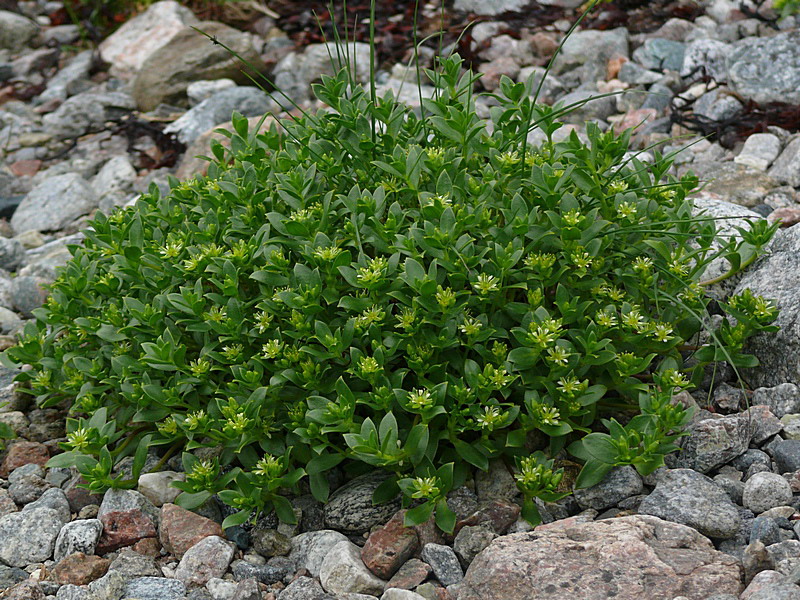 Image of Honckenya peploides ssp. diffusa specimen.