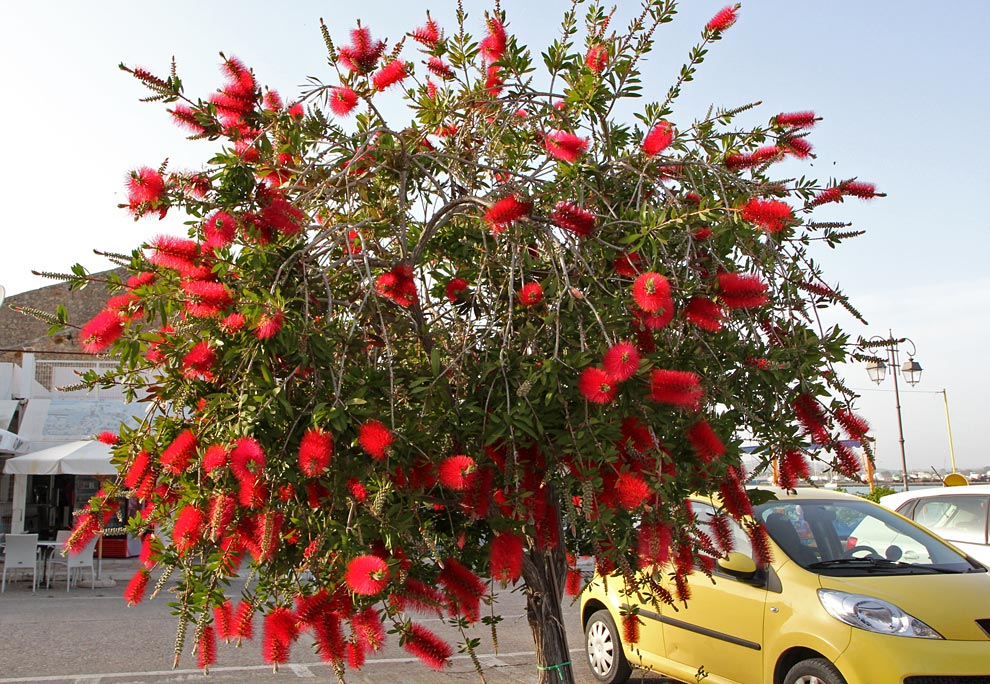 Image of Callistemon citrinus specimen.