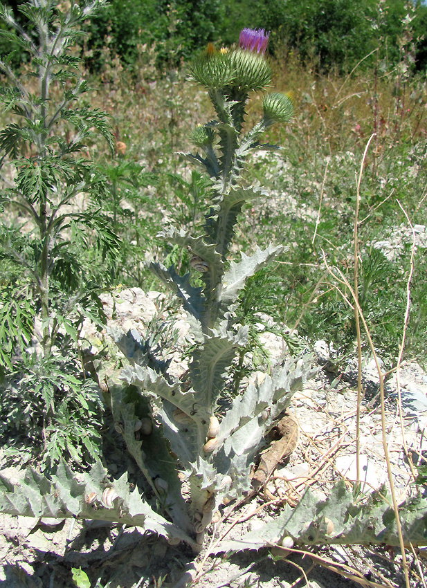 Image of Onopordum acanthium specimen.