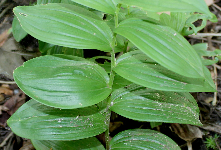 Изображение особи Polygonatum humile.