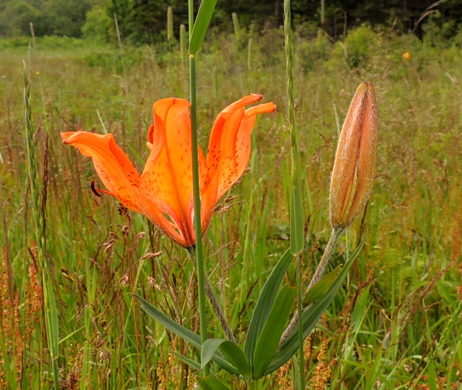 Image of Lilium pensylvanicum specimen.