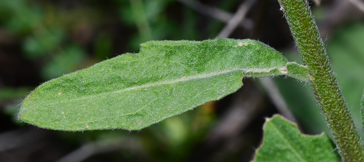 Image of Fibigia clypeata specimen.