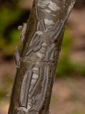 Heteromorpha arborescens