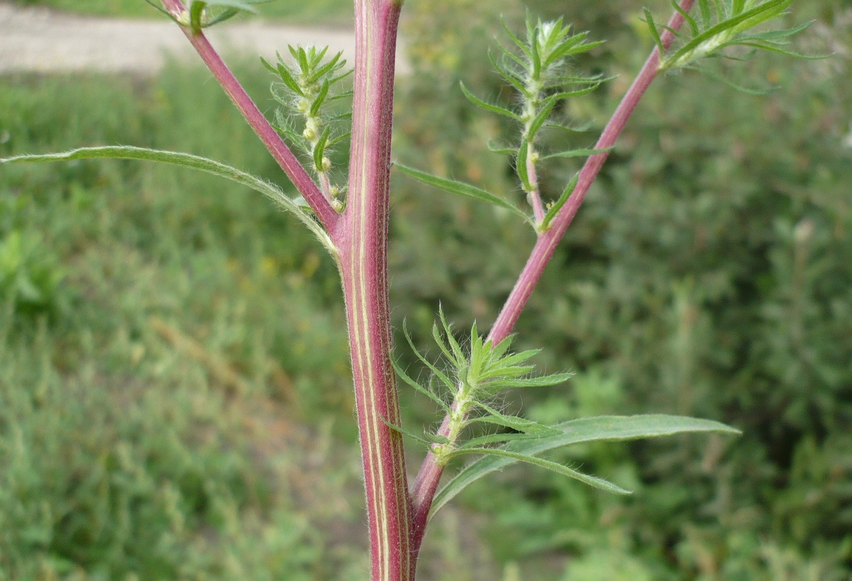 Image of Bassia scoparia specimen.