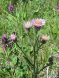 Erigeron orientalis. Верхушка растения с соцветиями. Крым, Крымский природный заповедник, Бабуган-Яйла. 19.07.2009.