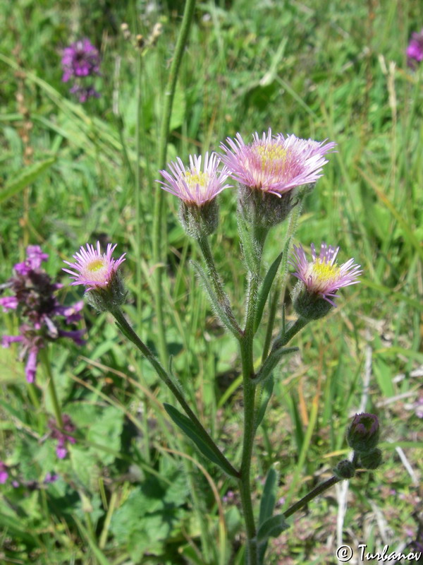 Изображение особи Erigeron orientalis.