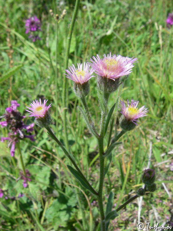 Image of Erigeron orientalis specimen.