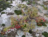 genus Crataegus. Плодоносящее растение. Украина, Кировоградская обл., Устиновский р-н, ландшафтный заказник \"Урочище Монастырище\". 05.10.2013.