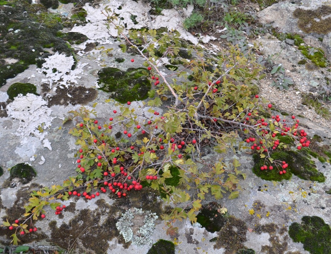 Изображение особи род Crataegus.