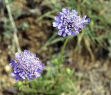 Scabiosa comosa. Соцветия. Бурятия, окр. г. Гусиноозерск, сухая песчаная степь. 11.07.2014.