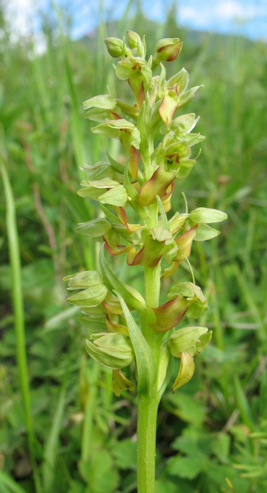 Image of Dactylorhiza viridis specimen.