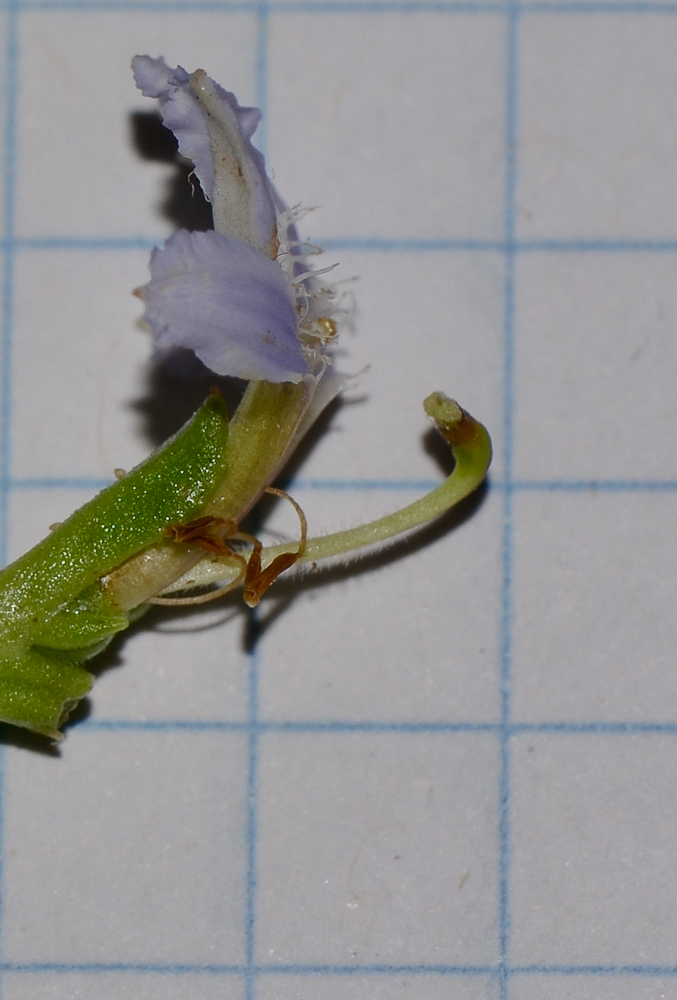 Изображение особи Scaevola crassifolia.