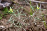 Meniocus linifolius. Верхушка цветущего растения. Южный Казахстан, левобережье Сыр-Дарьи выше Сюткента. 30.03.2014.