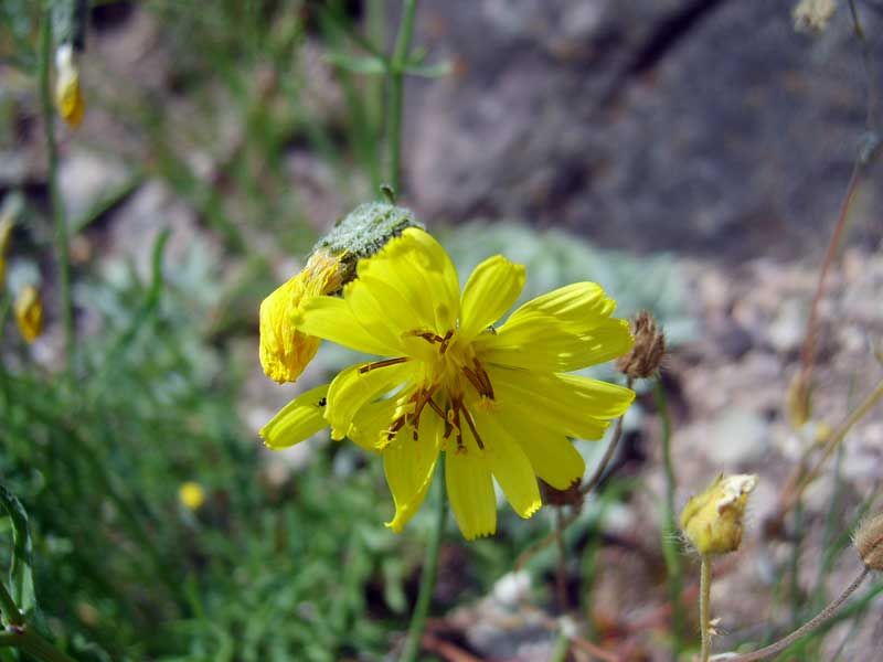 Image of Youngia tenuifolia specimen.