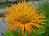 Inula orientalis