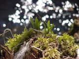 Allium ochotense. Растение в начале вегетации. Камчатский край. Елизовский р-н, каменноберезовый лес.