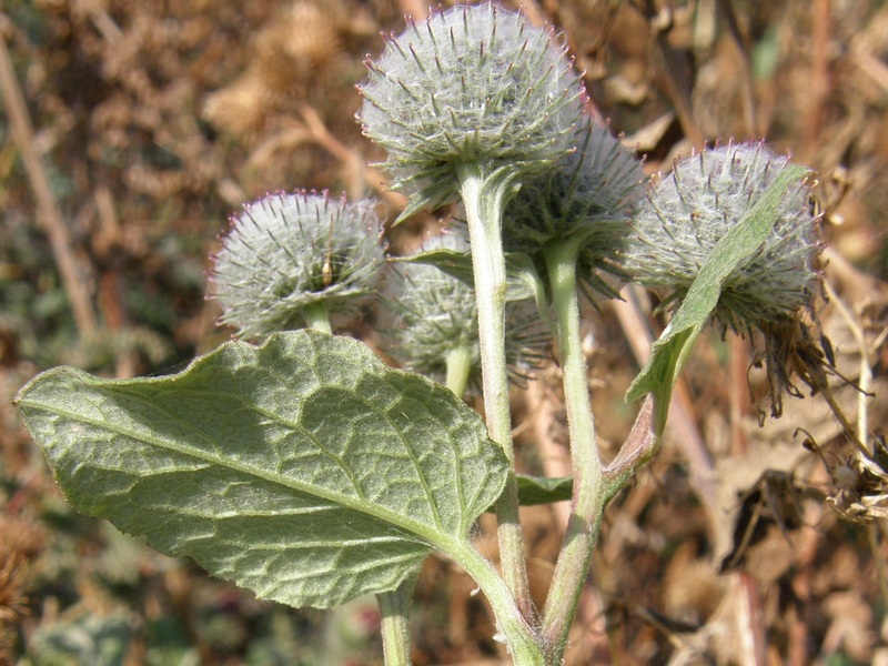 Изображение особи Arctium tomentosum.
