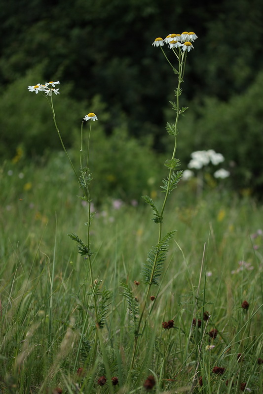 Image of Pyrethrum corymbosum specimen.