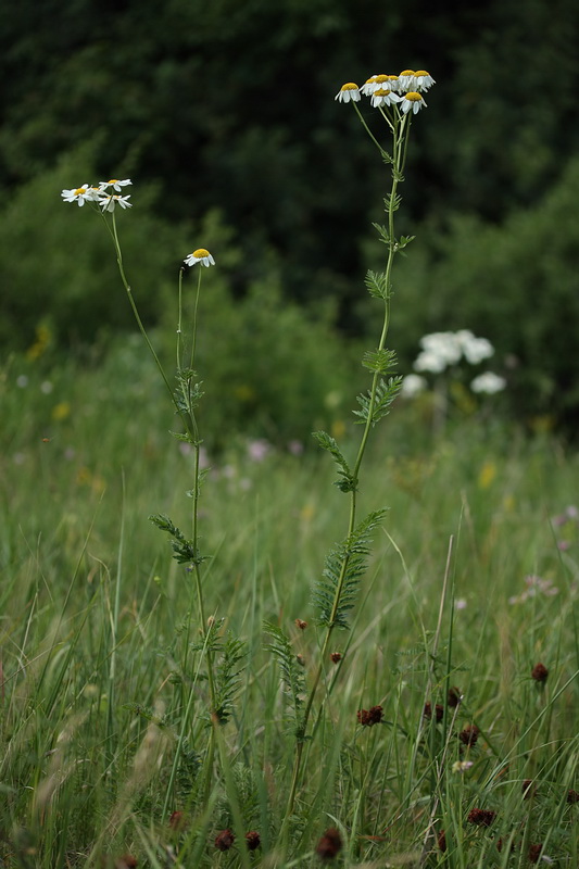 Изображение особи Pyrethrum corymbosum.