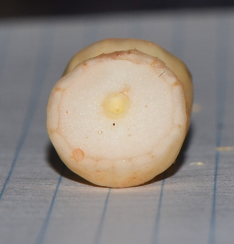 Image of Arachis hypogaea specimen.