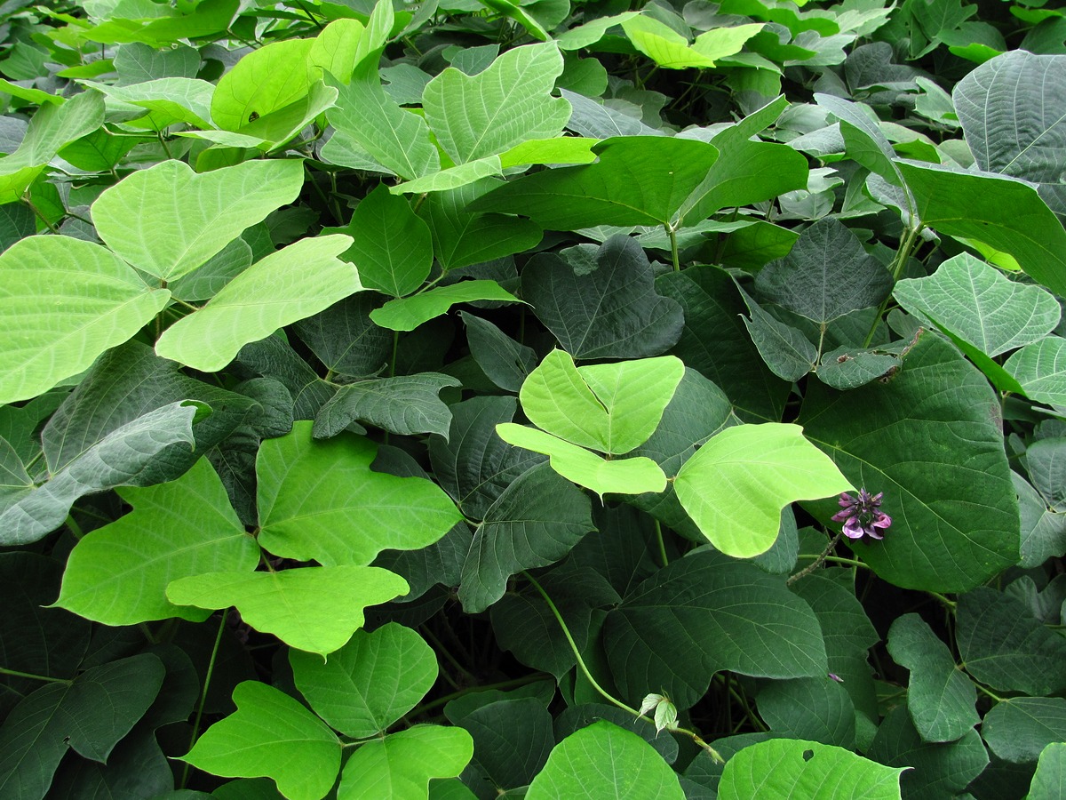 Image of Pueraria lobata specimen.