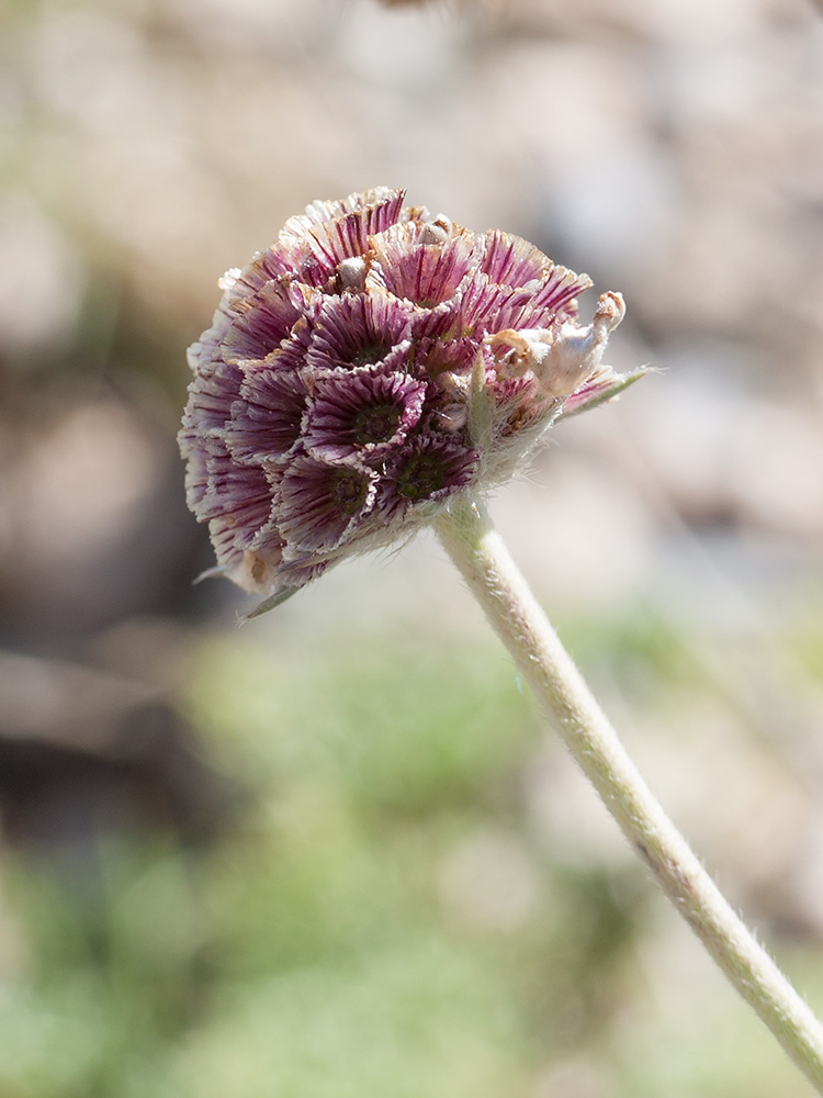 Image of Lomelosia graminifolia specimen.