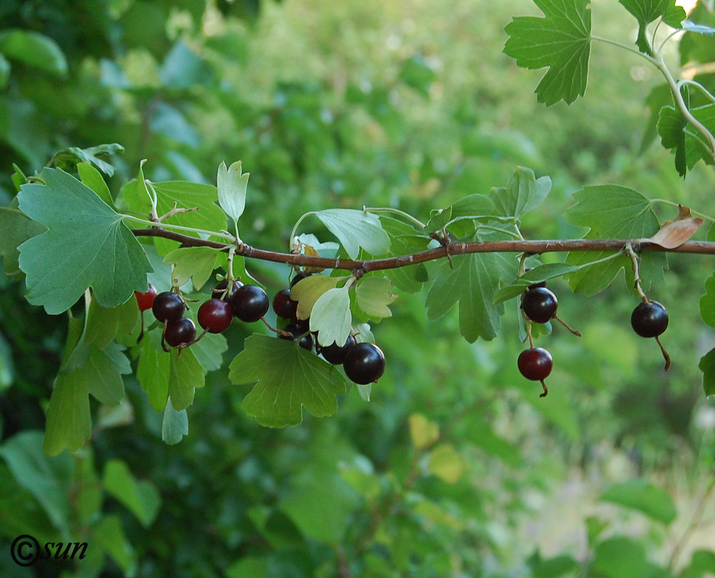 Изображение особи Ribes aureum.