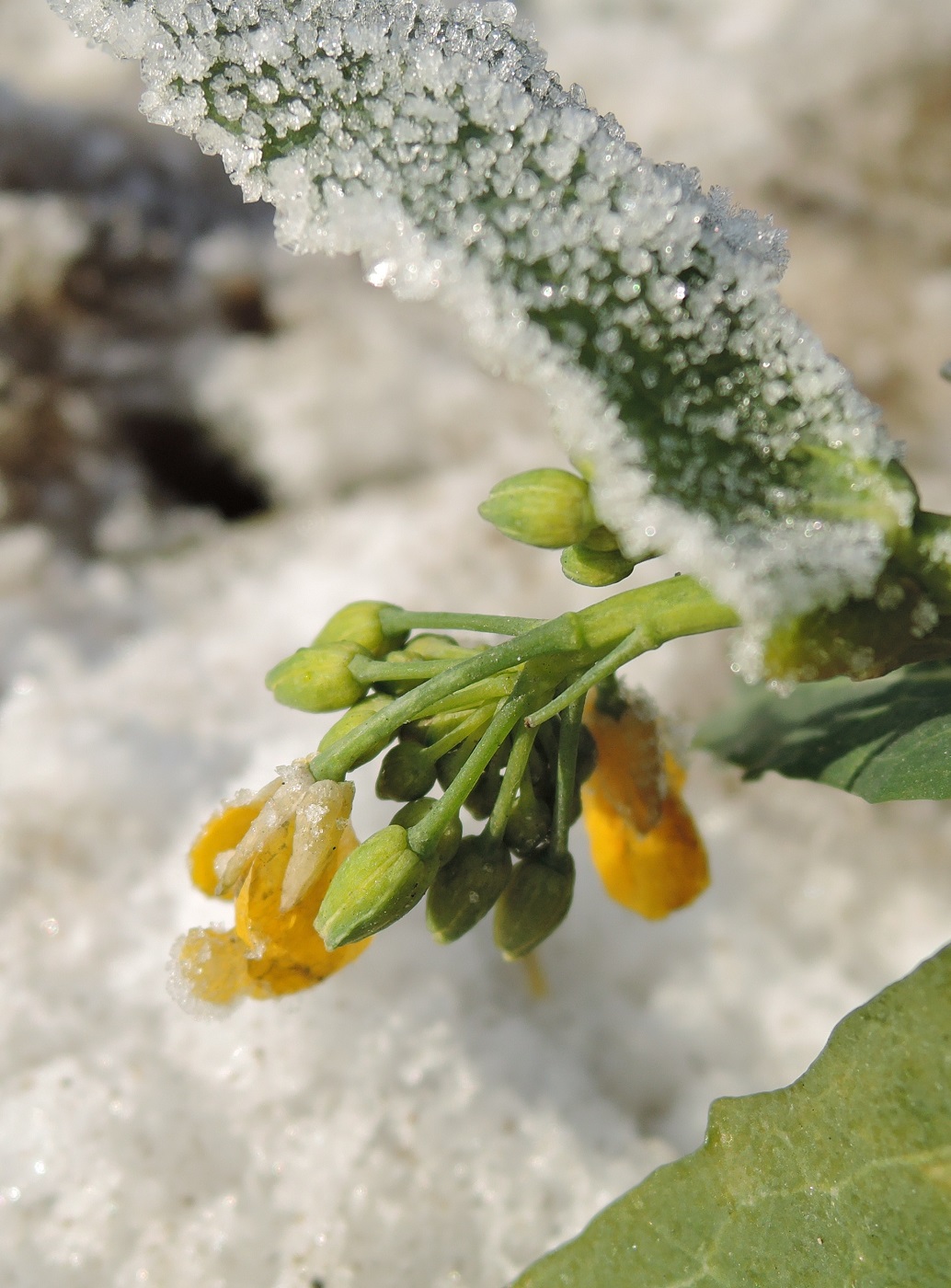 Изображение особи Brassica campestris.